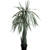 KARE Design Accessoires>Plante décorative Dragon Tree 155cm