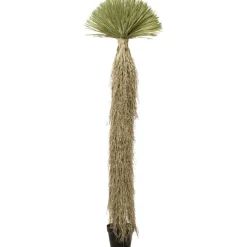 KARE Design Accessoires>Plante décorative Yucca Rostrata 240cm