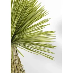 KARE Design Accessoires>Plante décorative Yucca Rostrata 180cm