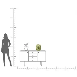 KARE Design Accessoires>Vase Carambola 37cm